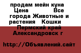 продам мейн куна › Цена ­ 15 000 - Все города Животные и растения » Кошки   . Пермский край,Александровск г.